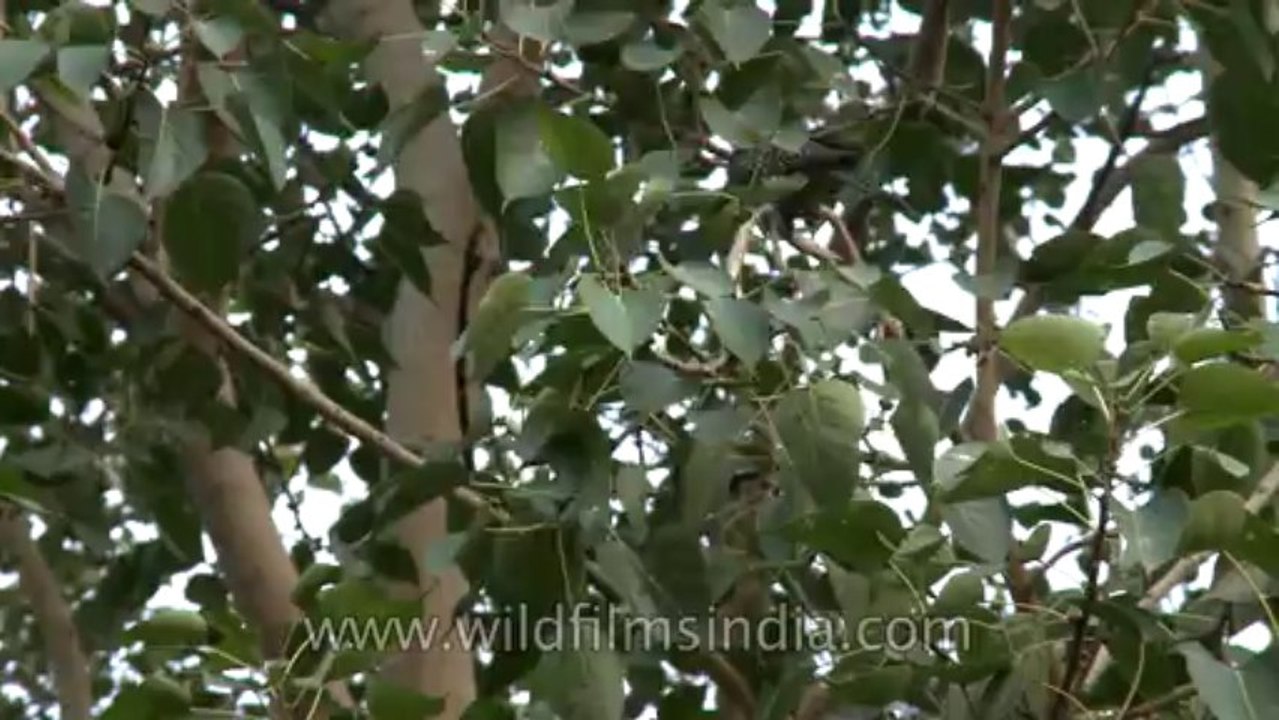 Bird in delhi