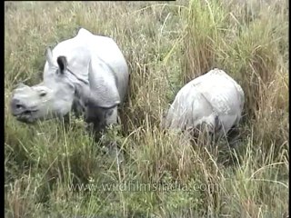 Rhino-kaziranga-mdv-885-6