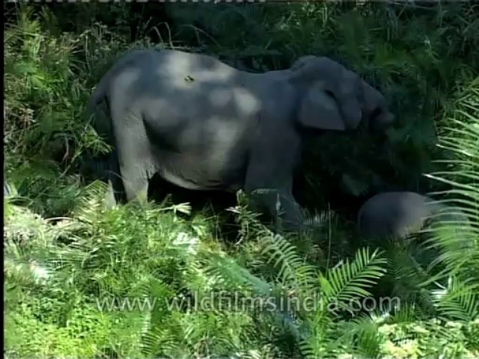 wildlife-elephant-2