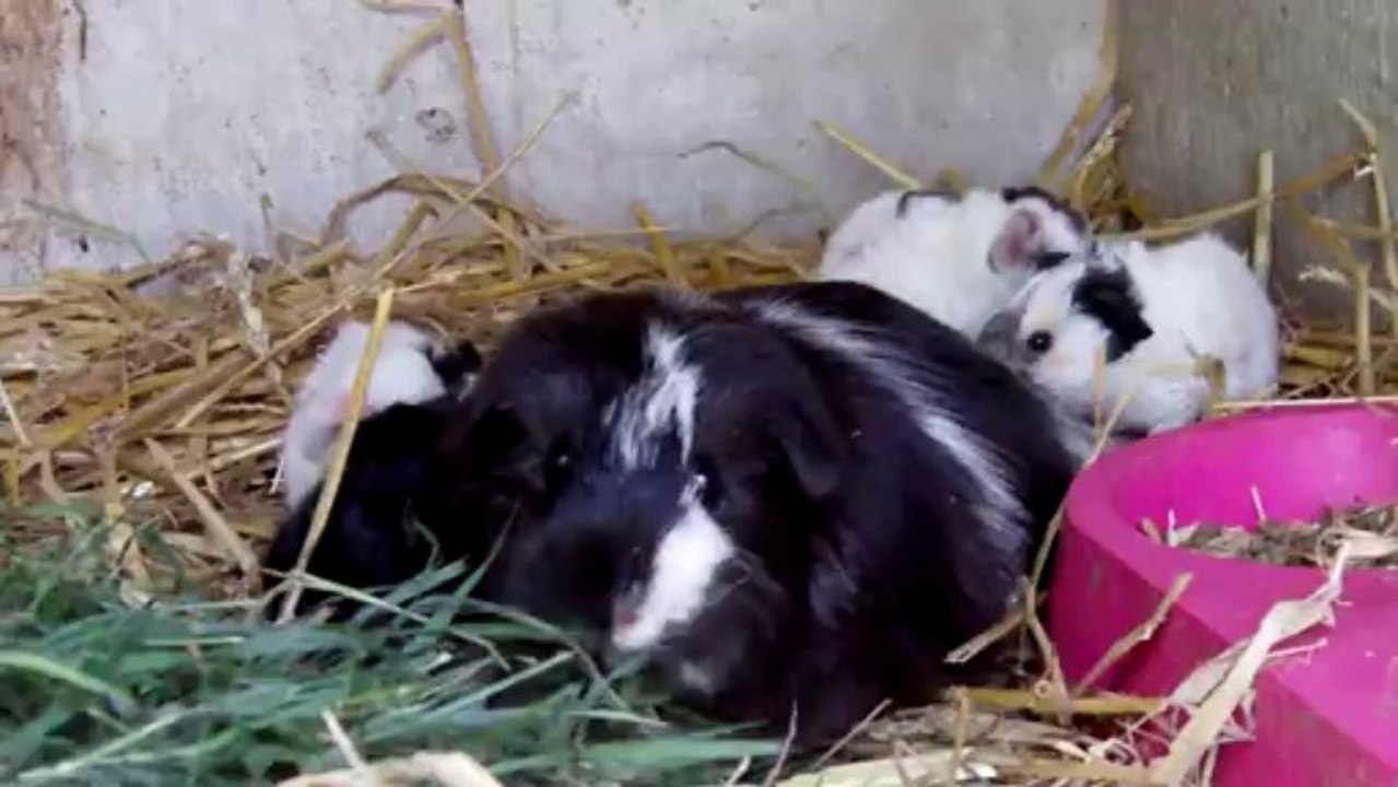 Cachou,  Jenny et leur 5  bb