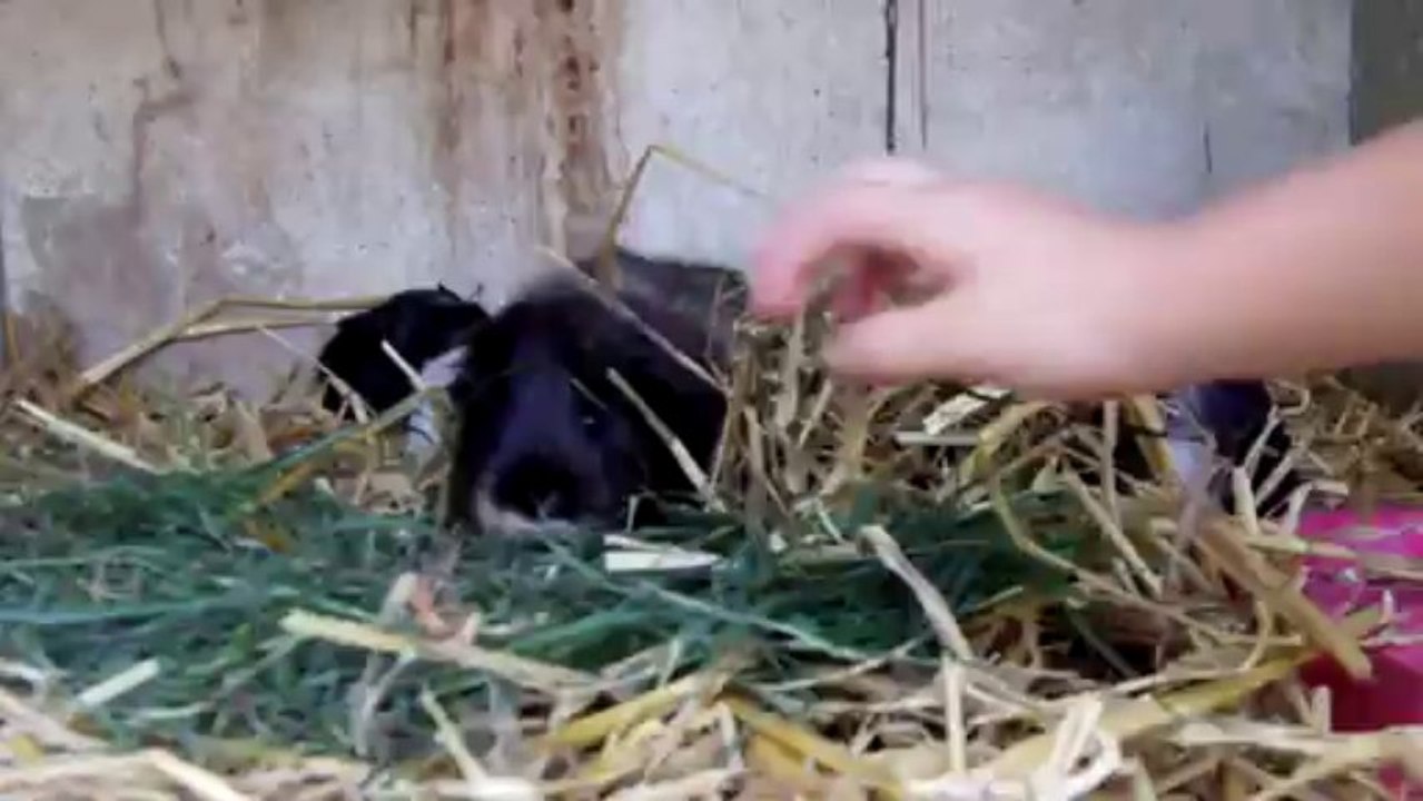 les 5 bb chons ( 22aout2013)