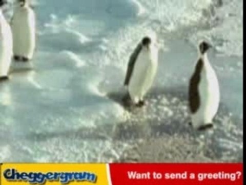 Régis est un con le pingouin Régis