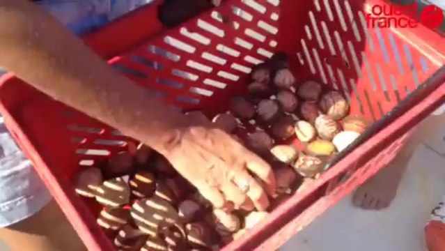 Les Îles Saint-Quay prises d'assaut - Grandes marées