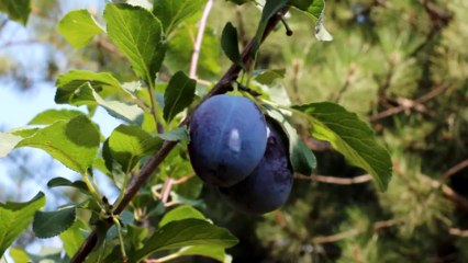 Plums 2 - Free HD stock footage