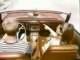 1968 Pontiac Firebird Commercial