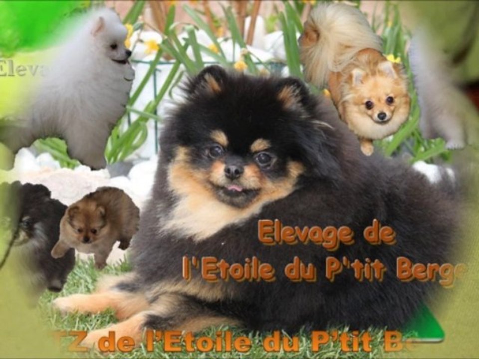 panoramique chiots et chiens SPITZ NAIN de l'étoile du P'tit Berger