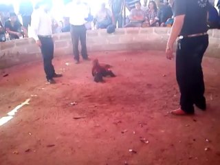 Pollo de 10 meses vs gallo macho ganador de 4 peleas
