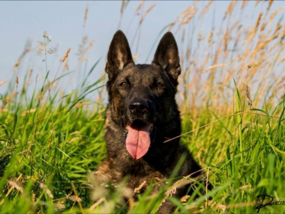 Hommage au Multi Champion Ray-Ban des Plaines de Thiérache