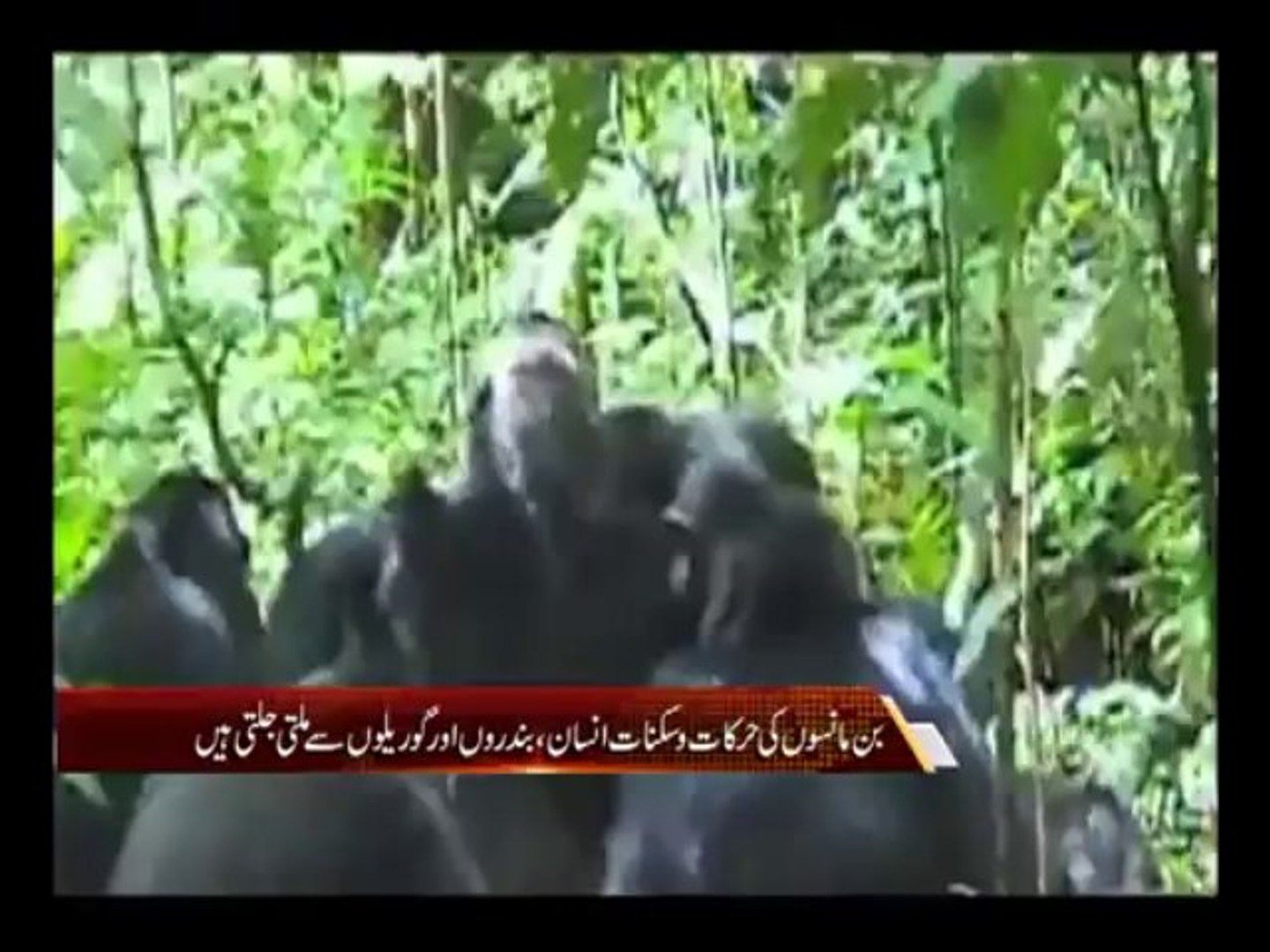 Chimpanzee 11th March-(Bilal Link)Pkg Ajmal Shobi