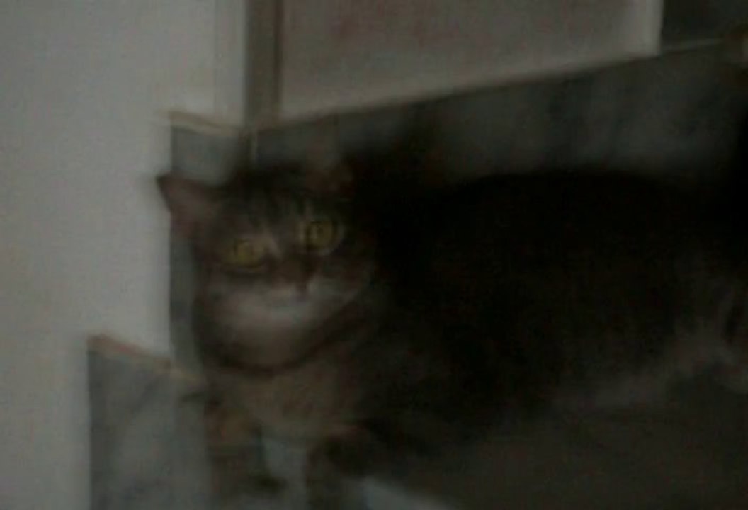 Fibi2