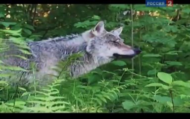 Рейтинг Баженова. Енотовидная собака