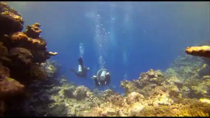 Plongée à Teahupoo : fer à cheval avec Tahiti Iti Diving