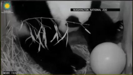 Giant Panda Gives Birth