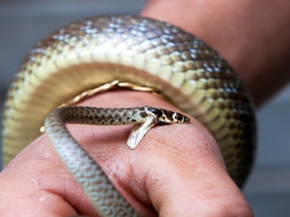 Best Of WOW And WTF Man Bit By Decapitated Snake And More