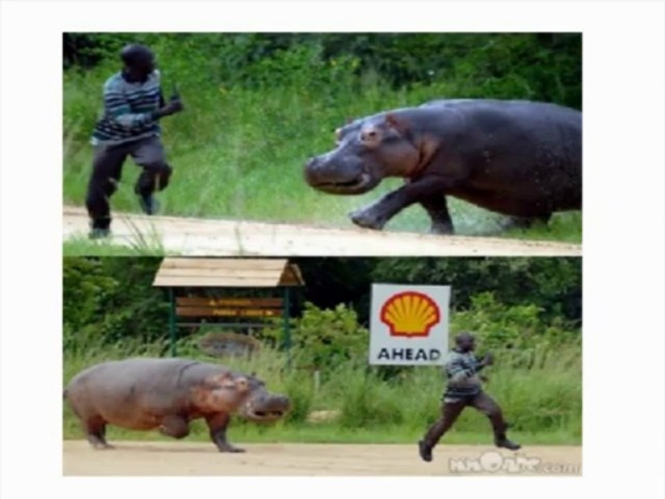 Die Tiere unsere Freunde