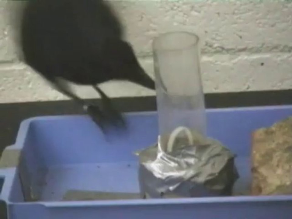 Unmöglich aber Wahr