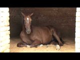 Horses peering out of their stables