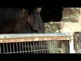 Man feeding his horse with green grasses