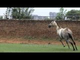 Winning horses are born here in Gurgaon's stud farms