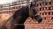 Nakul Stud Farm: the finest Indian race horses are bred here!