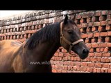 Nakul Stud Farm: the finest Indian race horses are bred here!