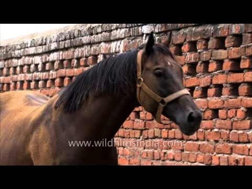 Nakul Stud Farm: the finest Indian race horses are bred here!