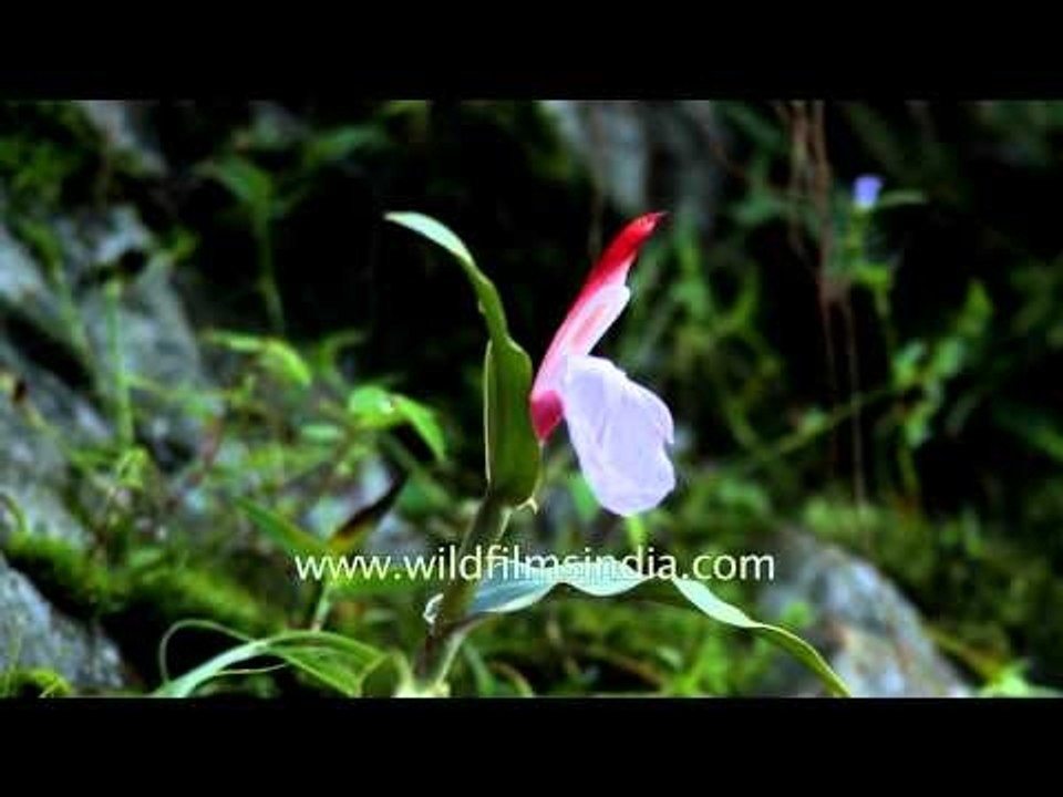 Roscoea purpurea flowering in the Himalaya