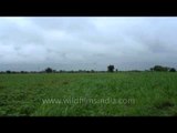 Monsoon clouds over Sonkhaliya fields