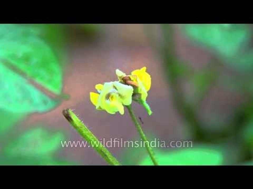 Rajasthan FS 700 86