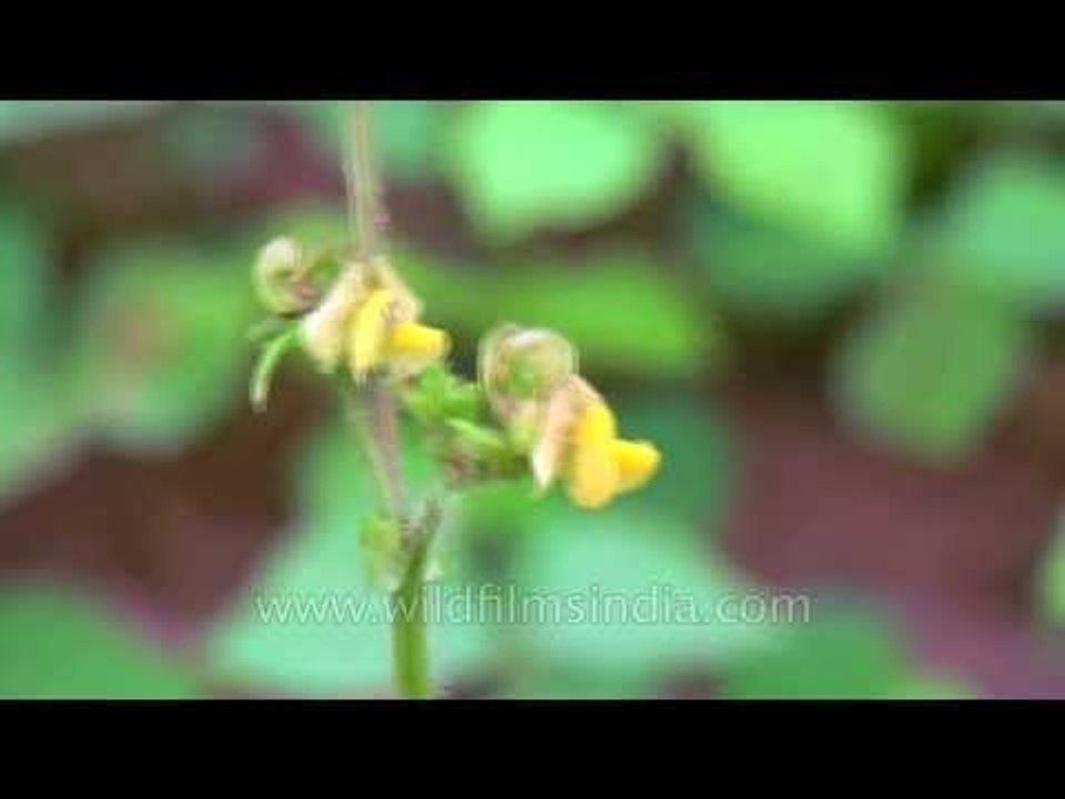 Rajasthan grassland flowers