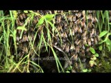 The bees are dying in the Himalaya! Save the bees...