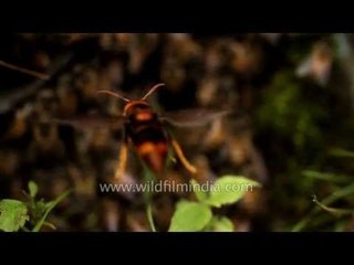 Three wasps eat up a thousand strong bee colony in one day!
