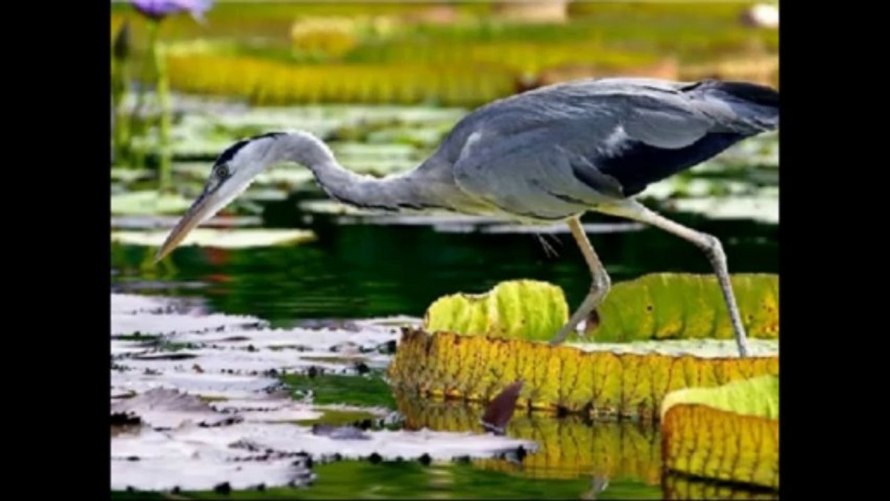 Tierbilder