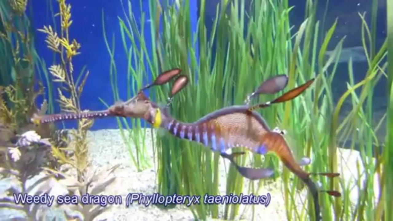A Glimpse of Life in the Ocean