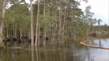Sinkhole swallows trees whole in Louisiana swamp