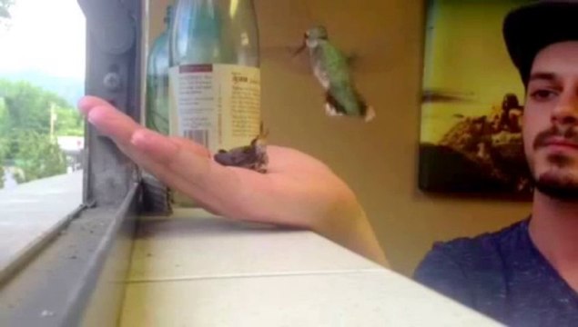 Il sauve un bébé Colibri et le nourrit. Trop mignon!