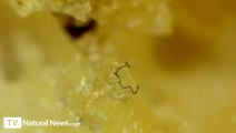 McDonalds Chicken McNuggets analysé au microscope. Dégueu!