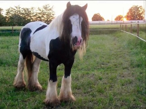 Dreamland Bruce - Stallone Gypsy Vanner