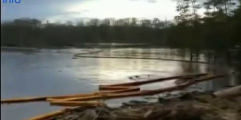 Louisiane: Images incroyables d'arbres happés par un trou geant (22/08/2013)