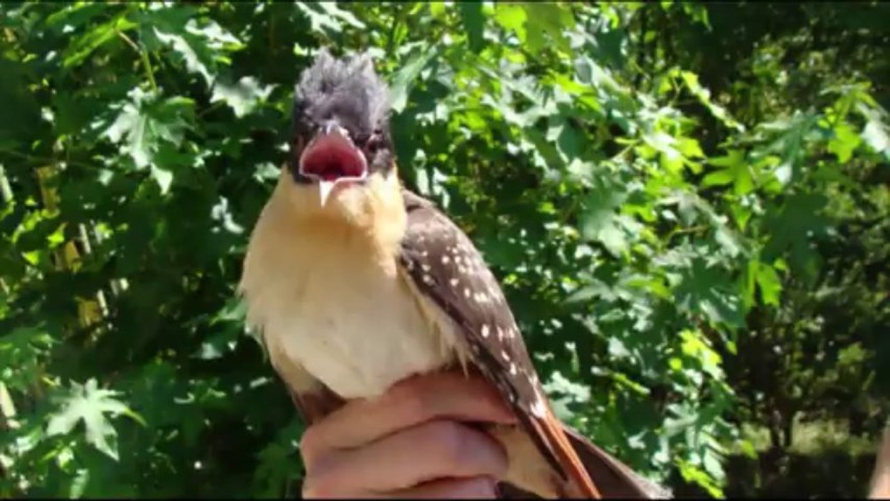 Coucou Geai, l'envol