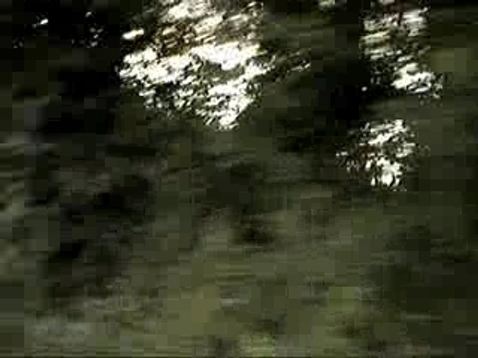 FIN