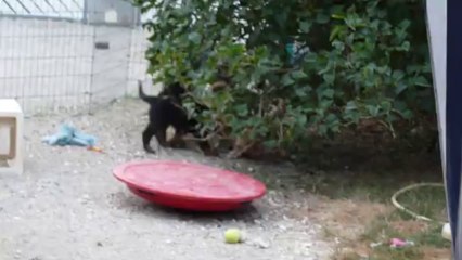 Les chiots et leur mère Jarpa