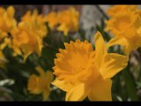 Dale Victorine - In Time of Daffodils – for Soprano and Piano, Op. 41