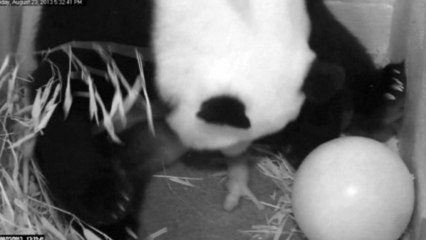 National Zoo's giant panda gives birth