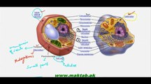 FSc Biology Book1, CH 4, LEC 3, Animal Cell And Plant Cell