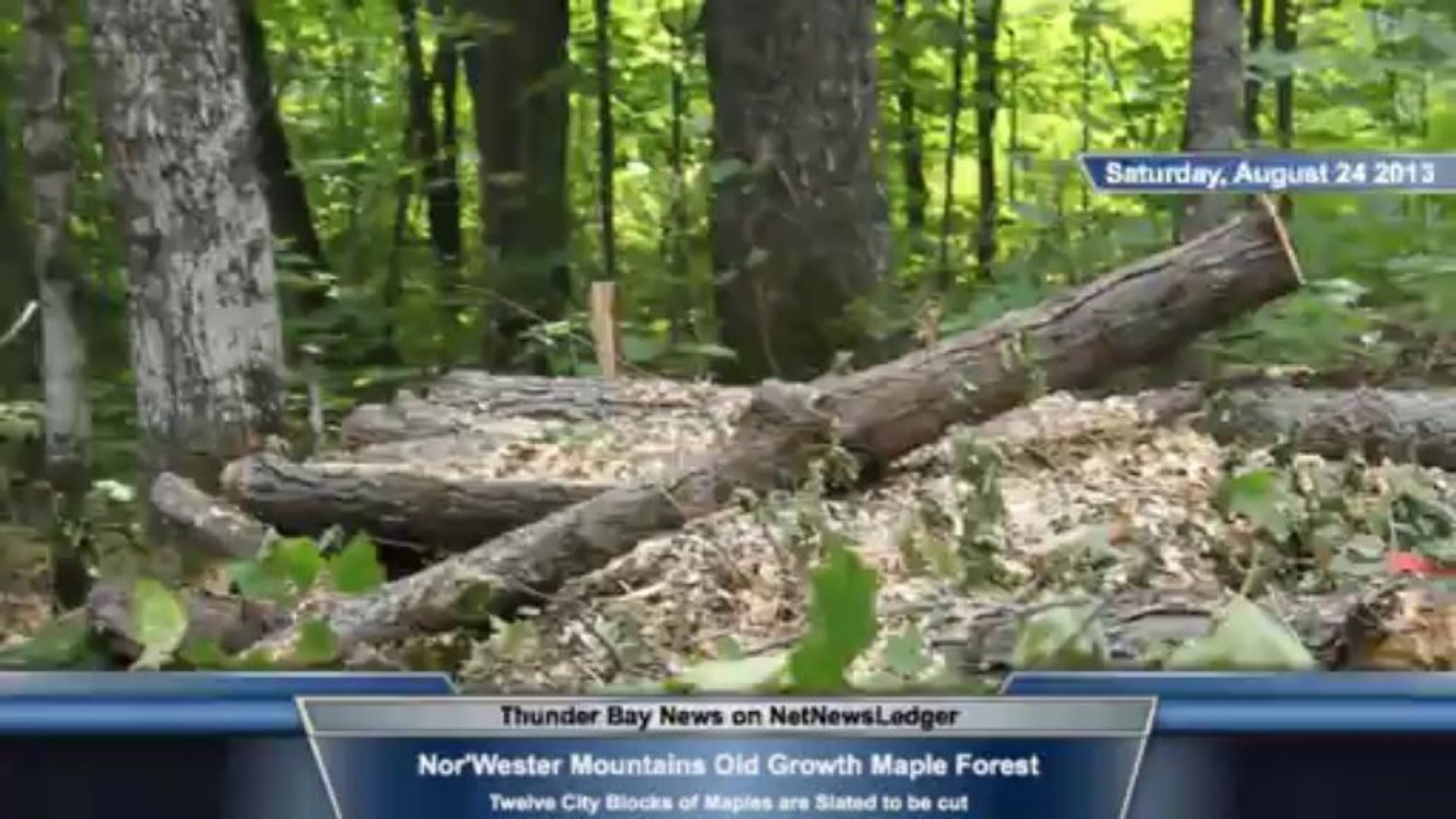⁣Nor'Wester Mountains Old Growth Maple Forest Endangered