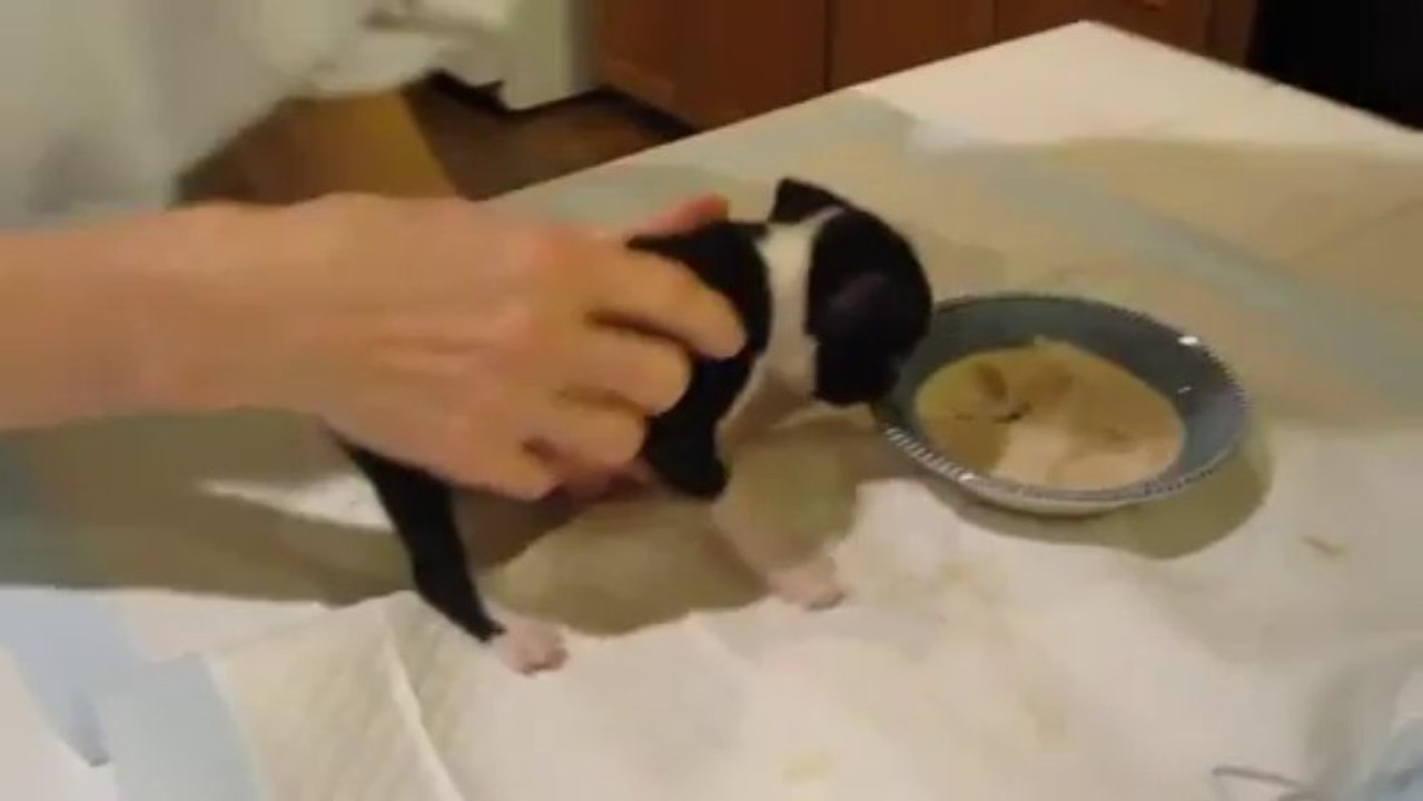 Hungry Dog Flips Over Food video Dailymotion