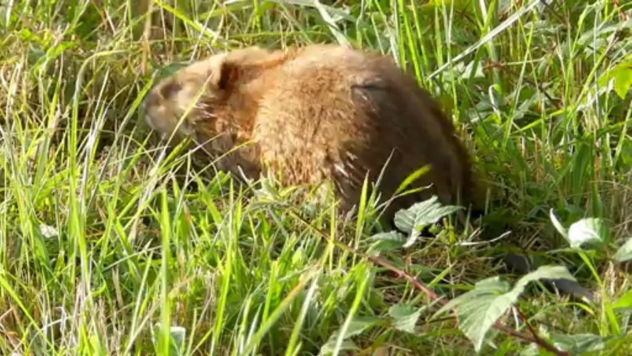 Le rat musqué
