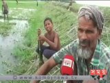 ভালো দাম পাওয়ার আশা ঠাকুরগাঁওয়ের পাট