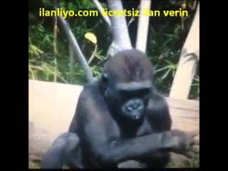 Bunalima Giren Maymun